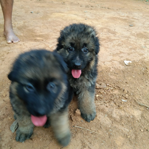German Shepherd